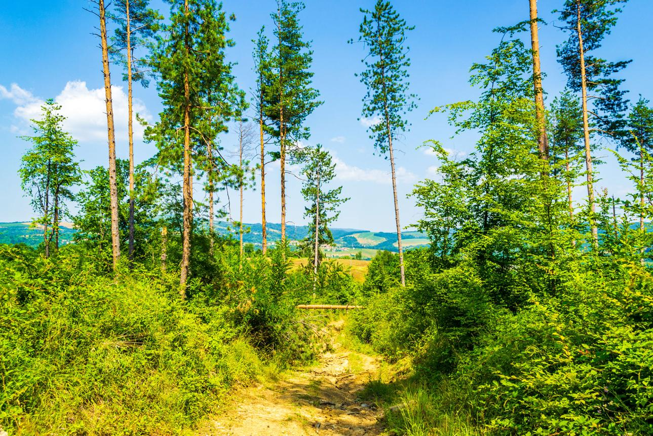 Борова гора край Трявна